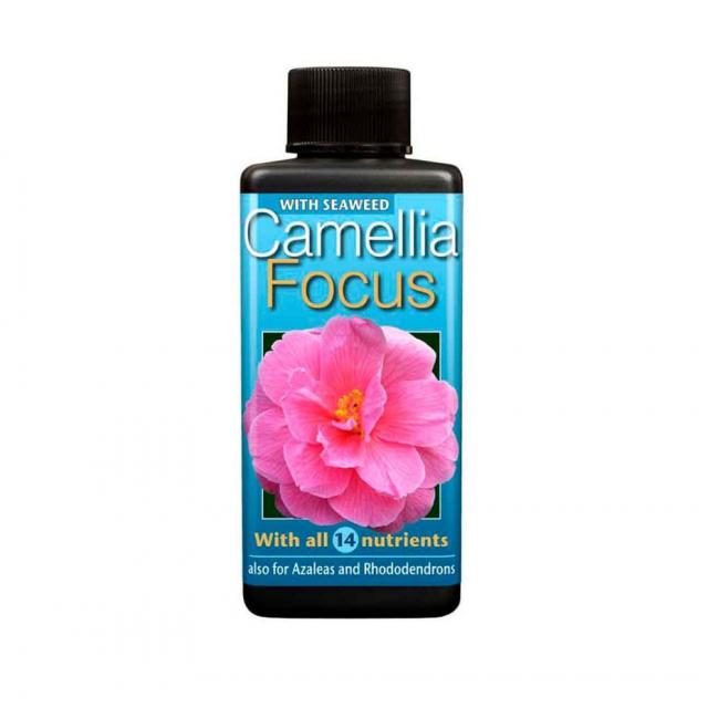 Camellia Focus