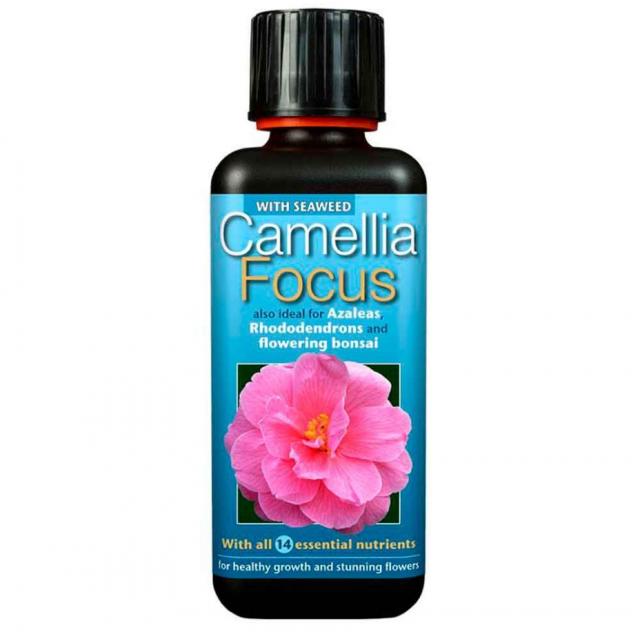 Camellia Focus